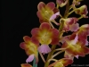 Perrieraara Bangkok Sunset 'Enia', AM/AOS