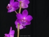 Phalaenopsis pulcherrima 'My Laura', AM/AOS