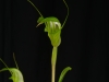 Pterostylis obtusa 'Mello Spirit', CBR/AOS