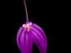 Purple Orchid