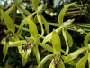 ABG-Coelogyne-pandurata