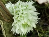 ABG-Dendrobium-capituliflorum