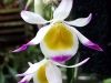 ABG-Dendrobium-crystallinum